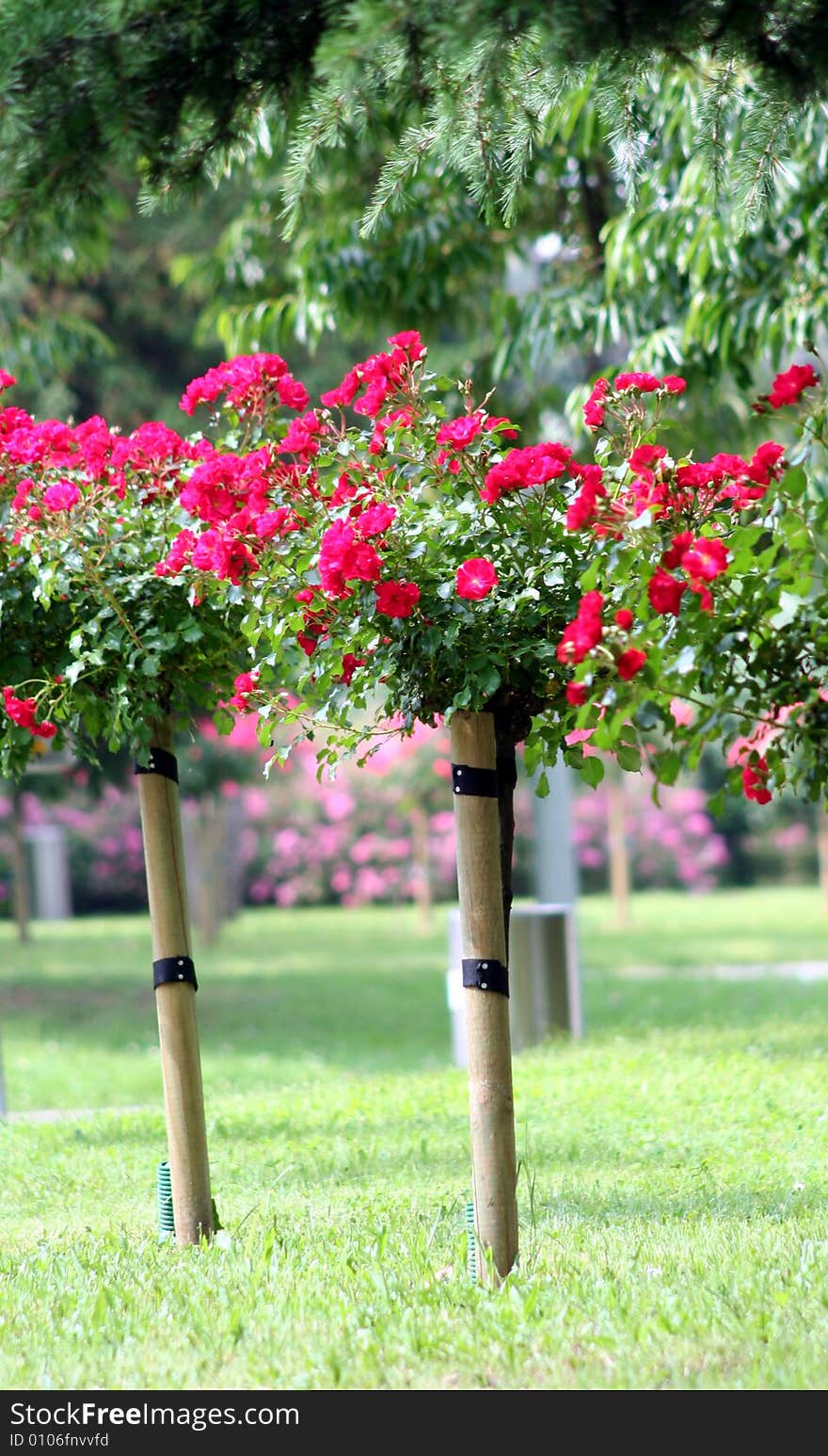 Red rose on the stalk