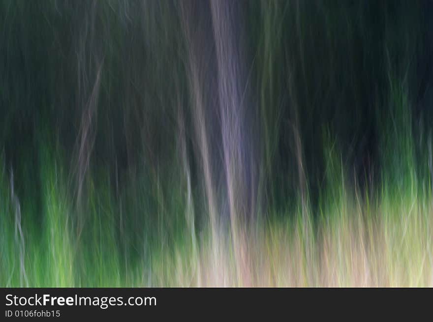 Abstract picture of the forest. Abstract picture of the forest