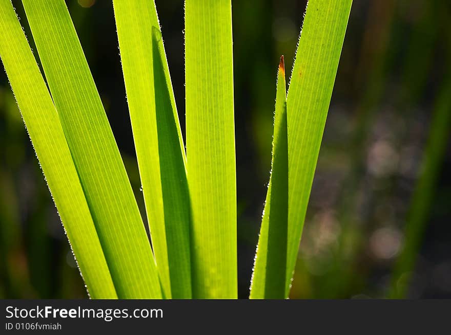 Bulrush detail