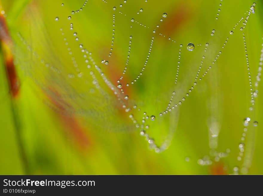 Beautiful spider web with the pearl. Beautiful spider web with the pearl