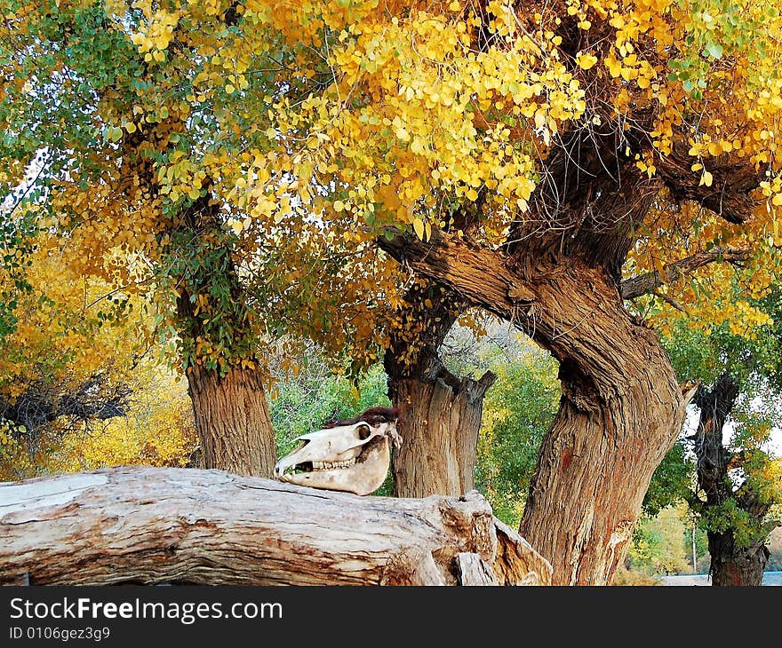 Diversiform-leved Poplar