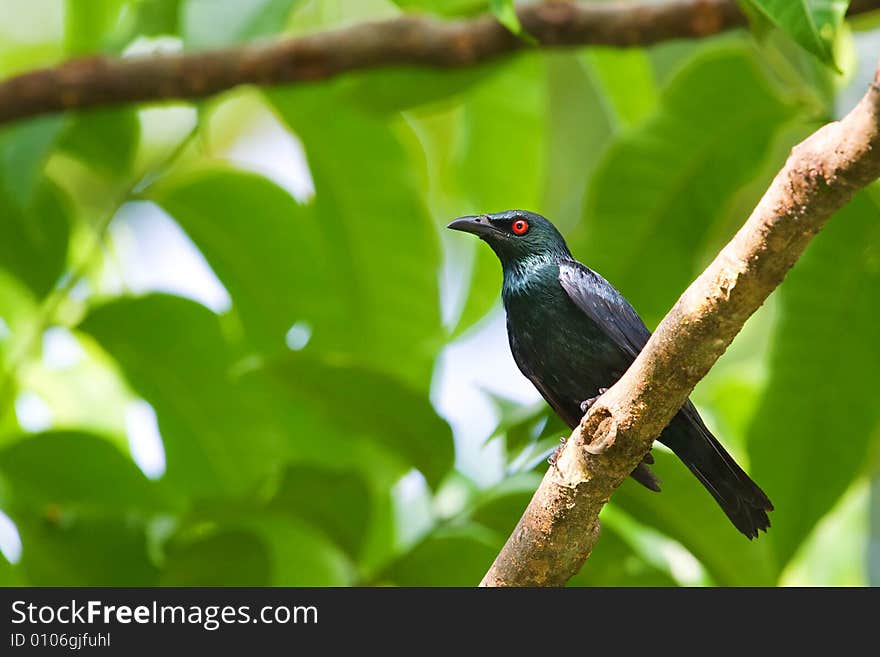 Saw this unique bird perching high up on the tree branch. Saw this unique bird perching high up on the tree branch