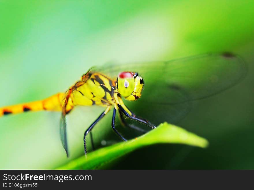 The dragonfly on a plant .waiting for the food .