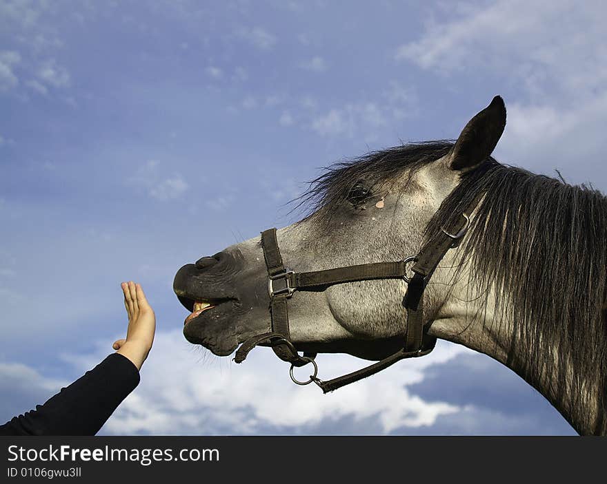 Head of a half-arabian grey stallion greeting visitors. Head of a half-arabian grey stallion greeting visitors