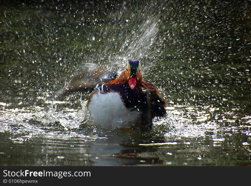 Mandarin duck