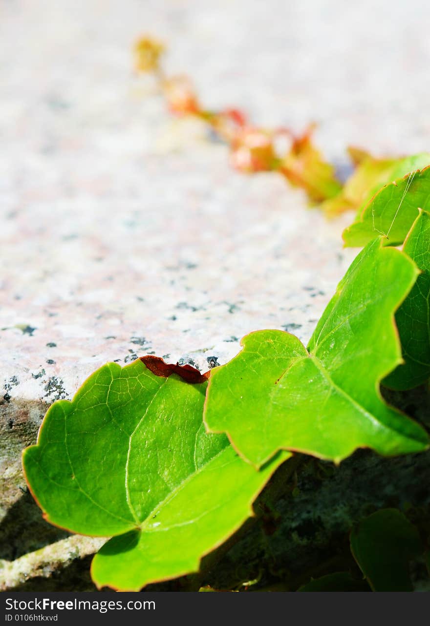 The leaf in the sunshine  of the plant in a garden. The leaf in the sunshine  of the plant in a garden