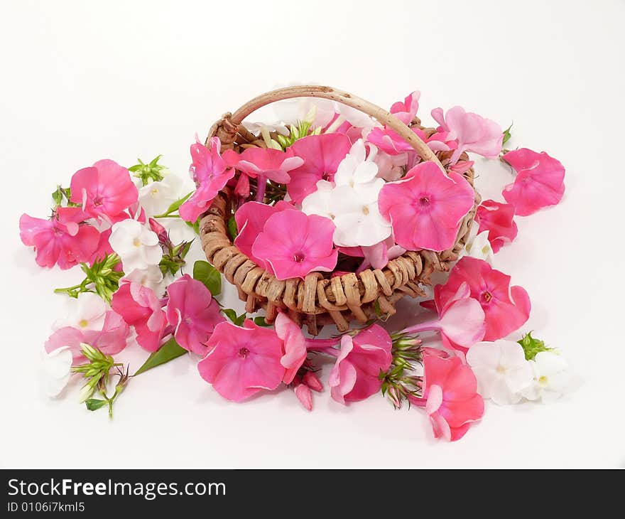 Many small blooms of the flaming flower in the basket. Many small blooms of the flaming flower in the basket