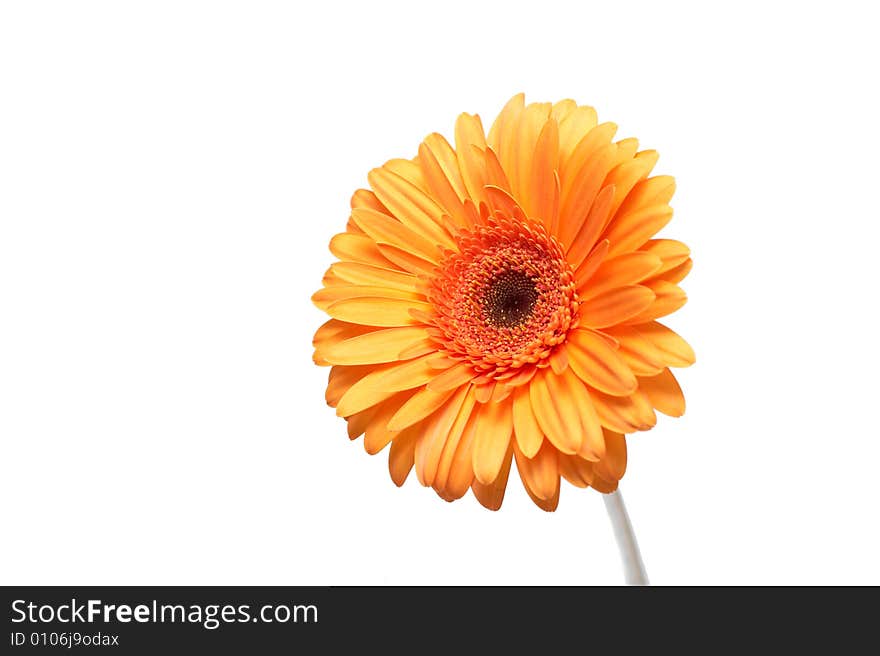 Yellow gerber on a white background