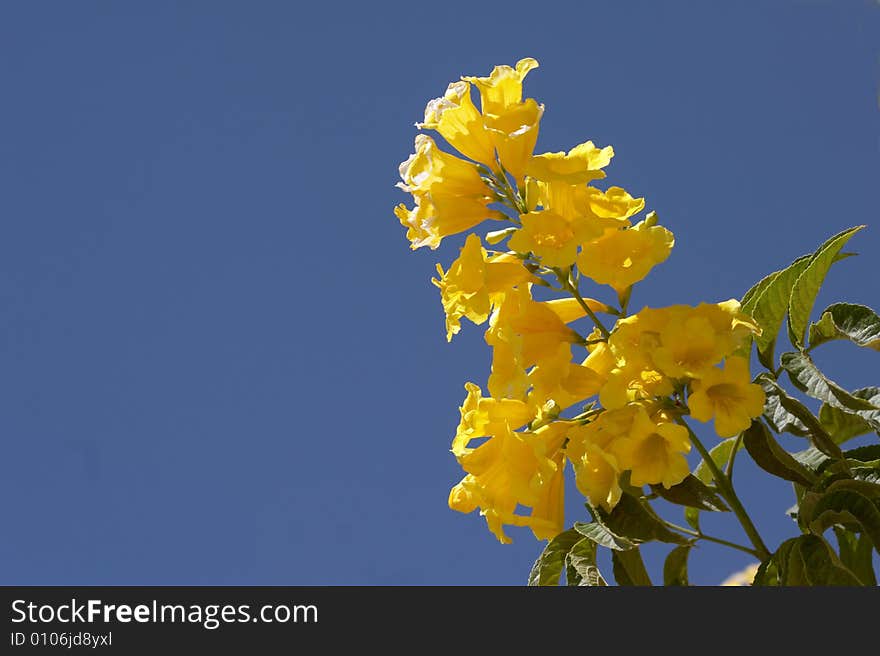 The Yellow flower on a background of the sky