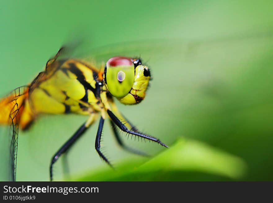 The dragonfly on a plant .waiting for the food .