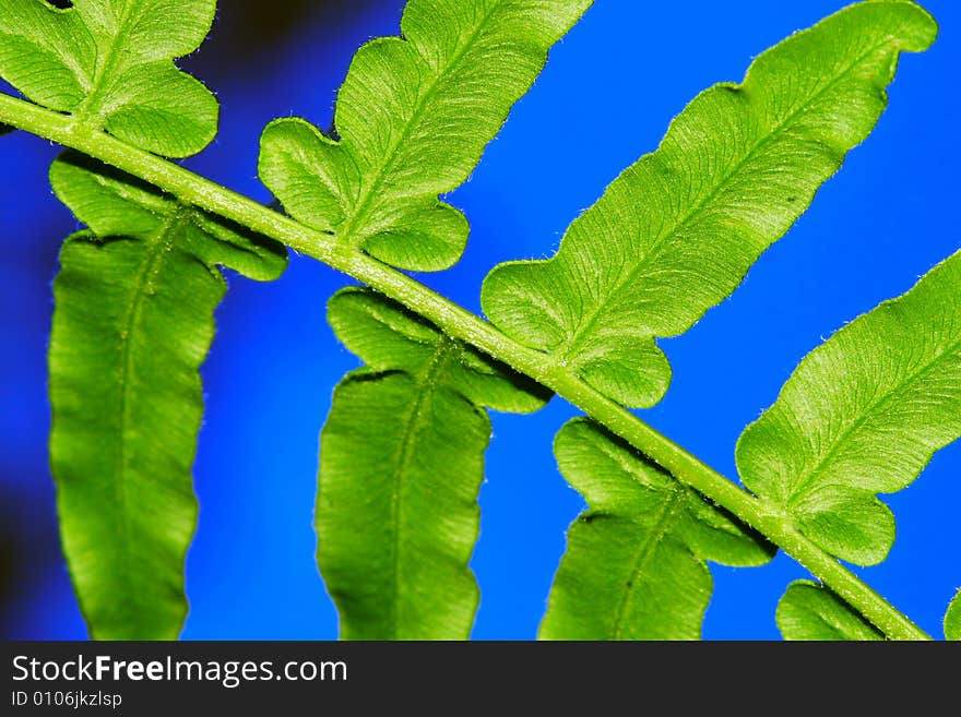 The leaf with a blue background