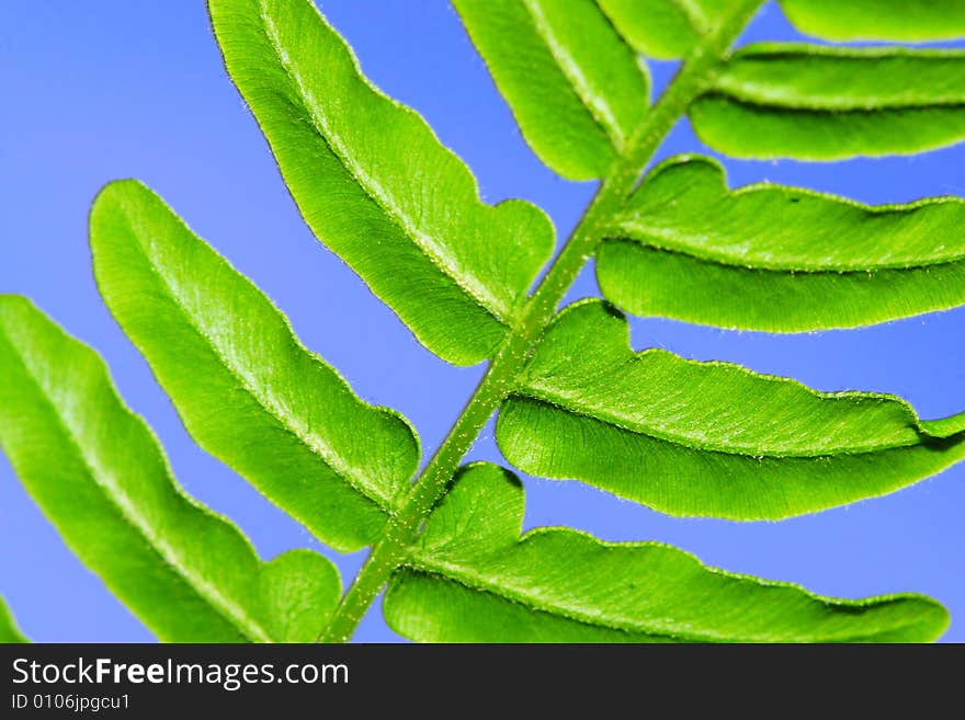 The leaf with a blue background