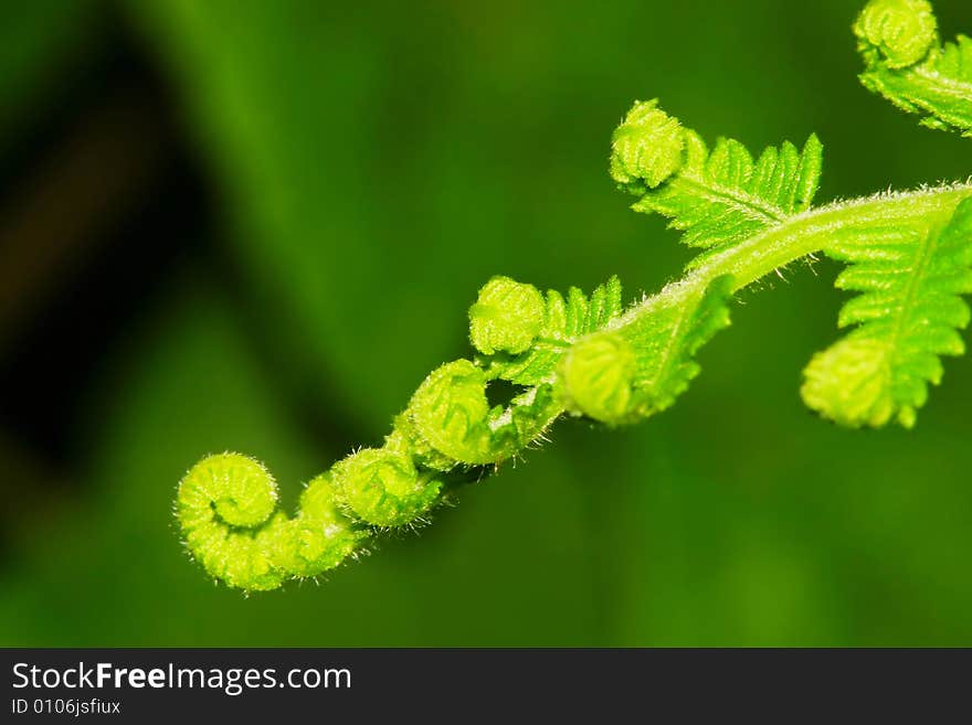 The leaf with a green  background