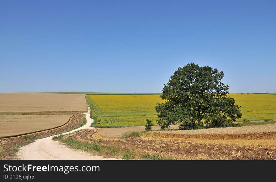 Sunflower field with tree on blue sky