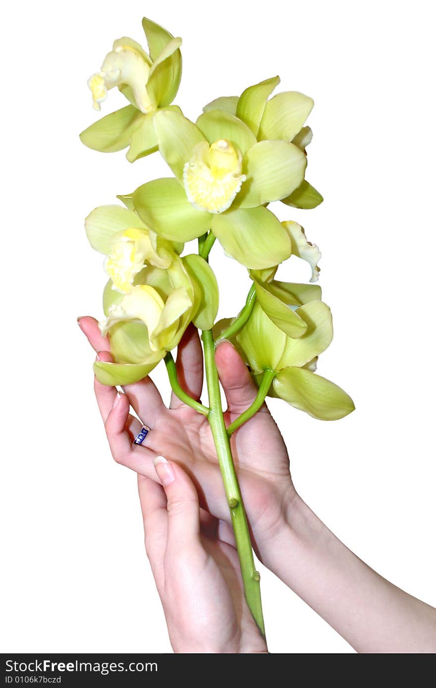 Beautiful feminine hands keeps flower a  lily on light background