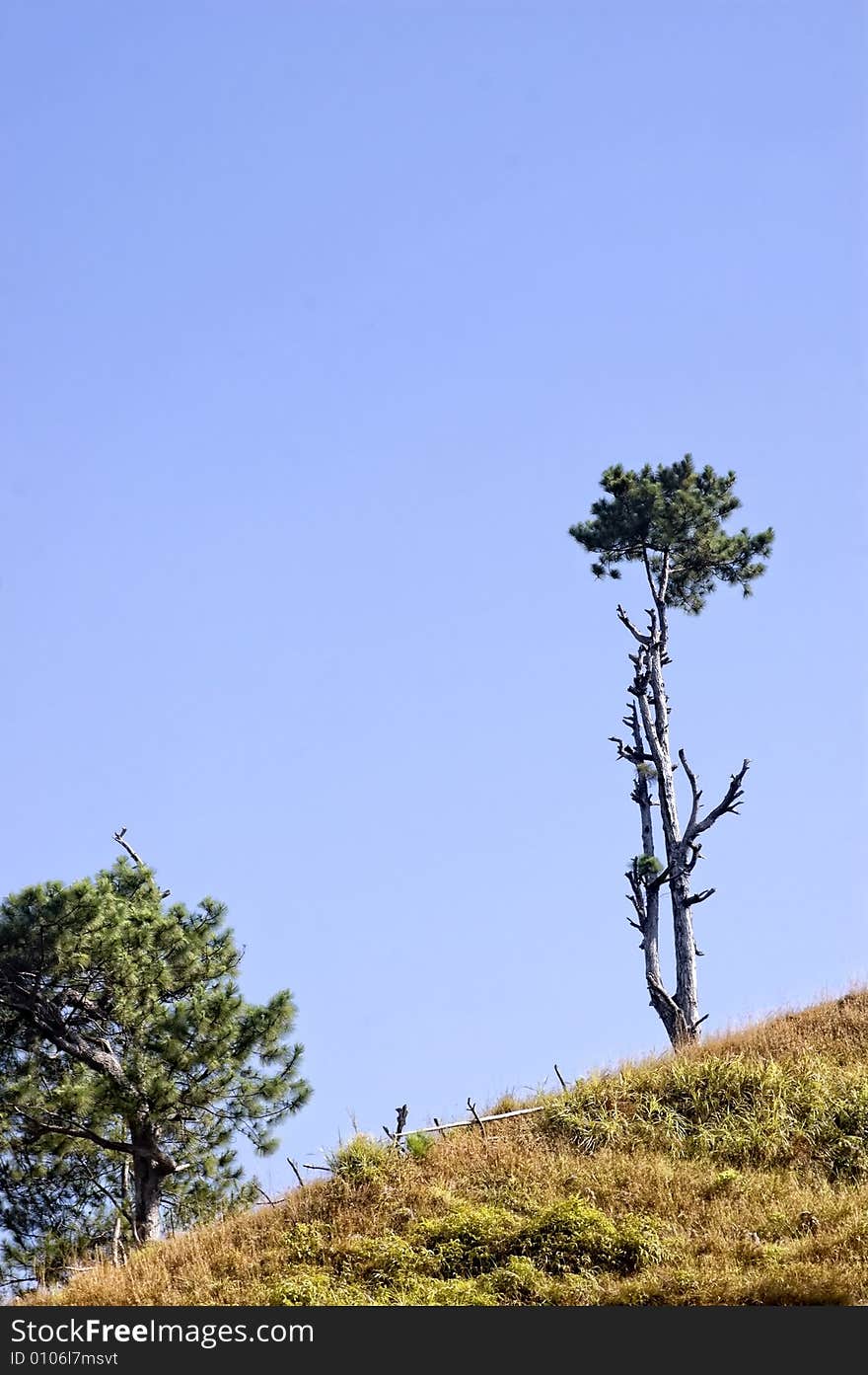 One of the remaining trees left from logging in Sagada, Philippines