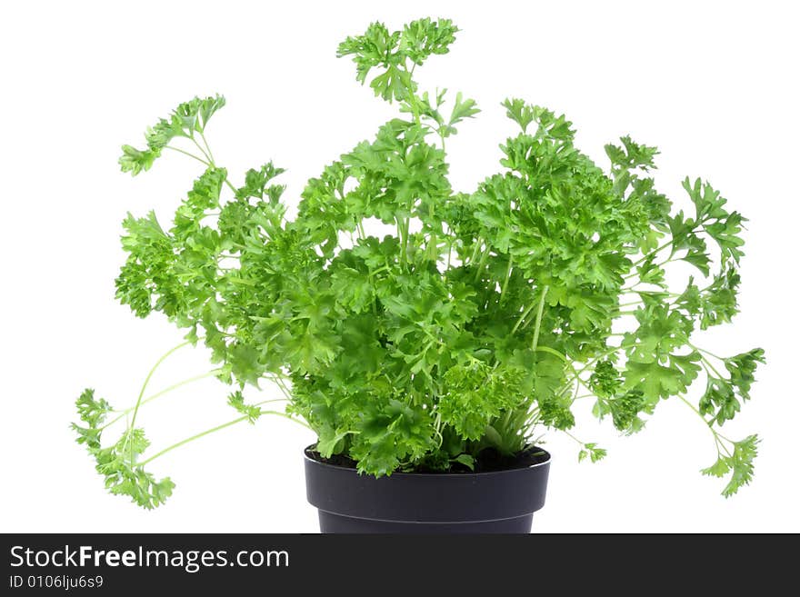 Flowerpot with parsley.