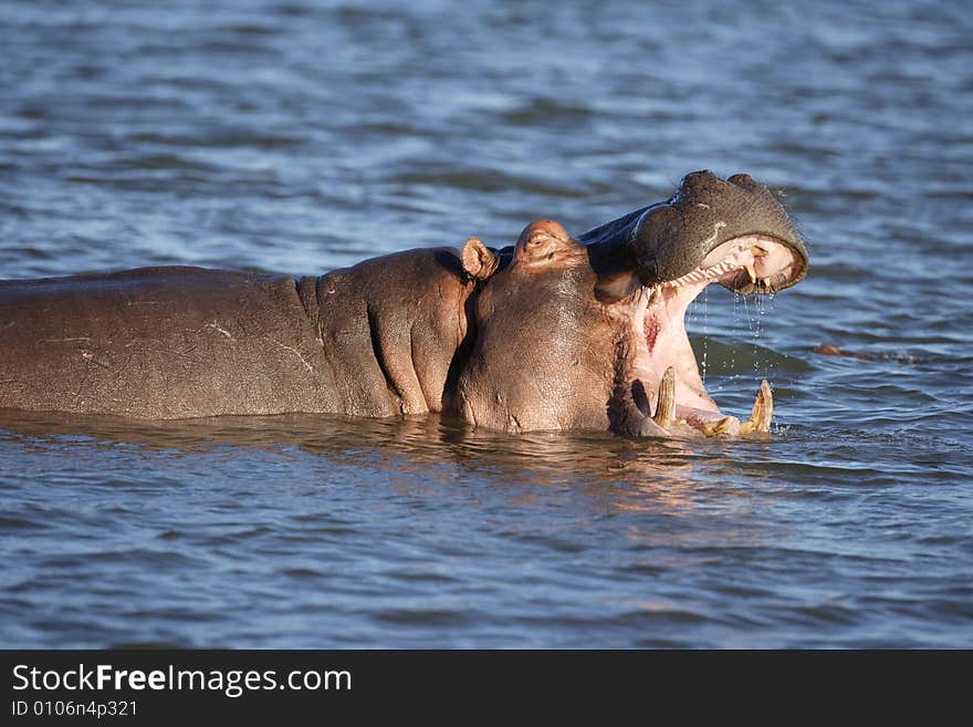 Large bull Hippopotamus in water