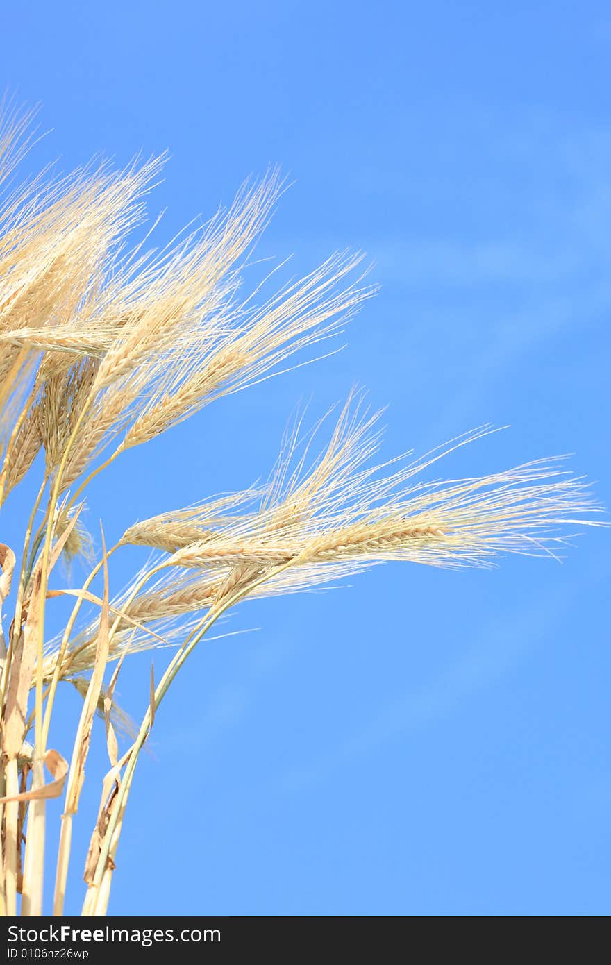 Wheat stems against blue sky. Wheat stems against blue sky.