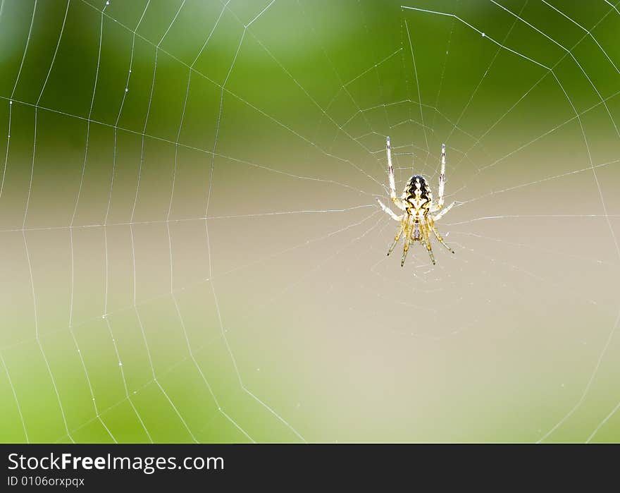 Shoot this spider in oman salalah hope  u like it