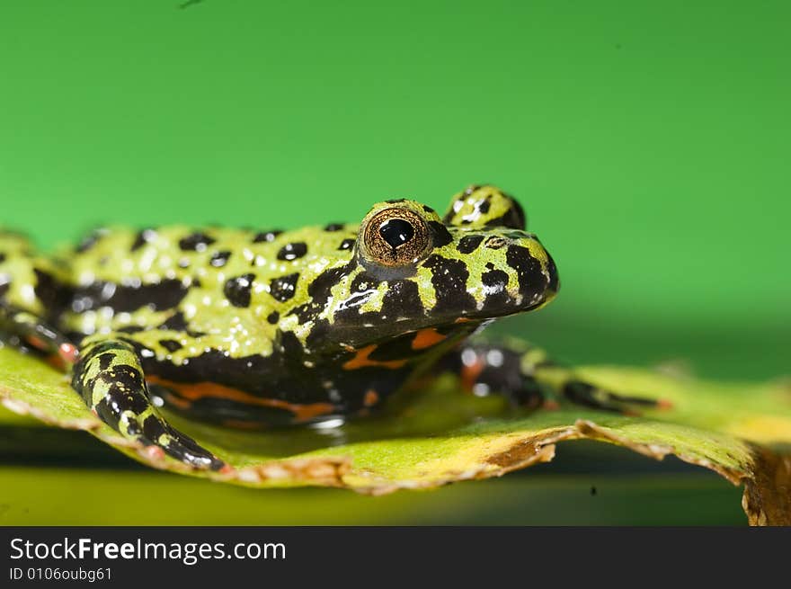 Green frog