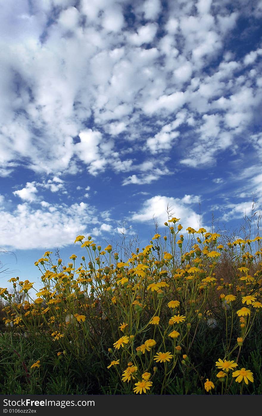 From kuwait at the spring time. From kuwait at the spring time