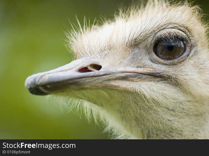 Close up of a ostrich