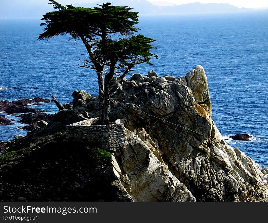 Tree at pacific ocean beach,California,US. Tree at pacific ocean beach,California,US