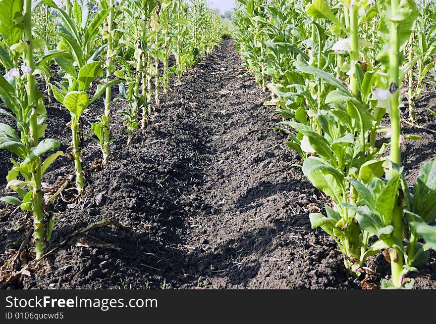 Tobacco Plantation