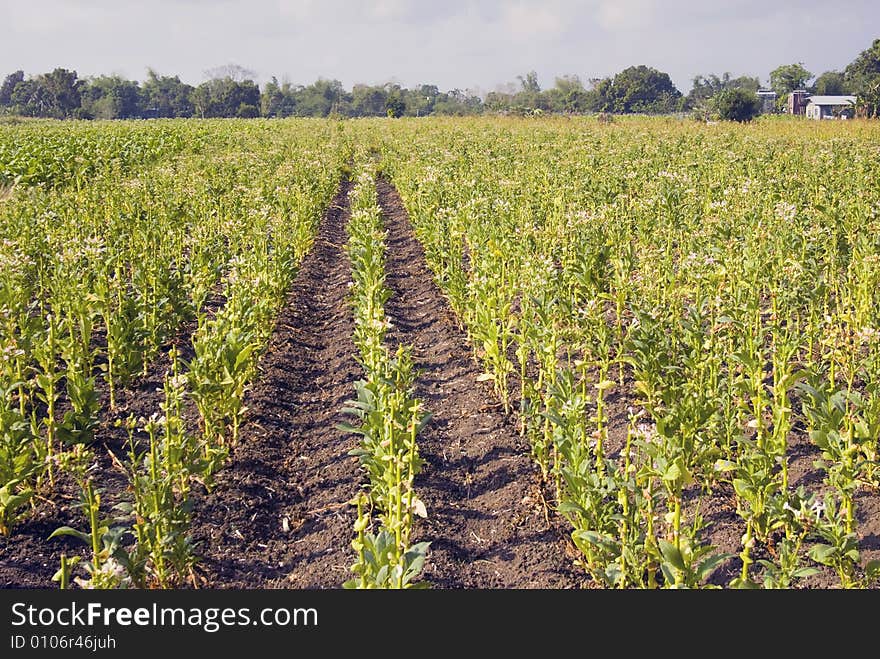 Tobacco Plantation