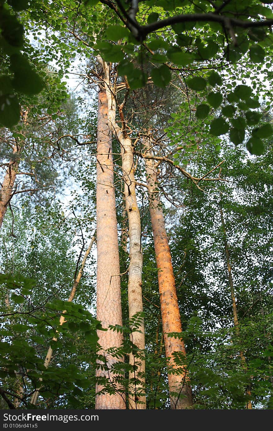 Wooden structure in a wood of Russia. Wooden structure in a wood of Russia