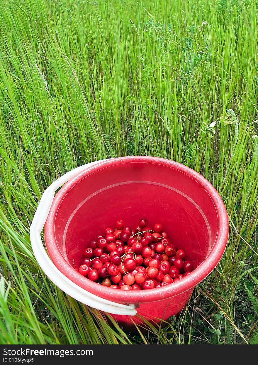 Red Cherry Bucket In Green Field