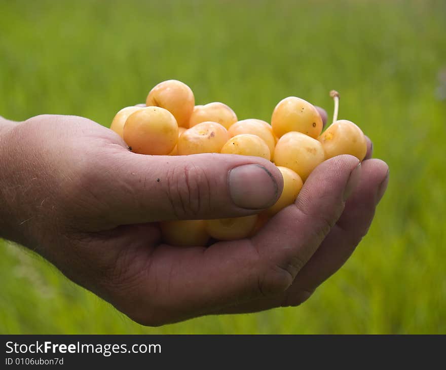 Man's hand giving fresh yellow cherry berries. Man's hand giving fresh yellow cherry berries