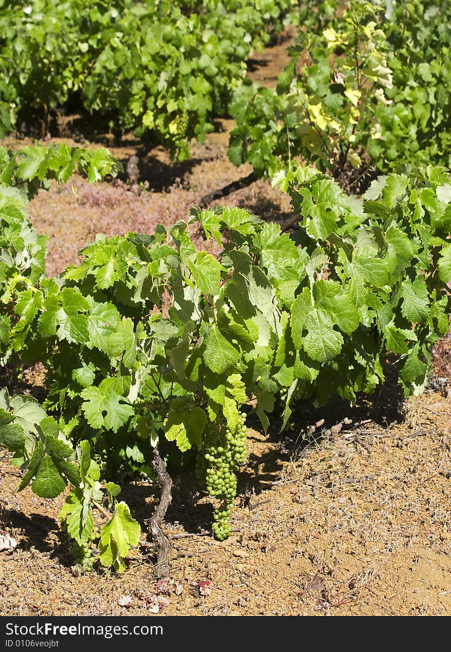 Vine with ripe grapes on red earth at El Hierro, Canary Islands. Vine with ripe grapes on red earth at El Hierro, Canary Islands