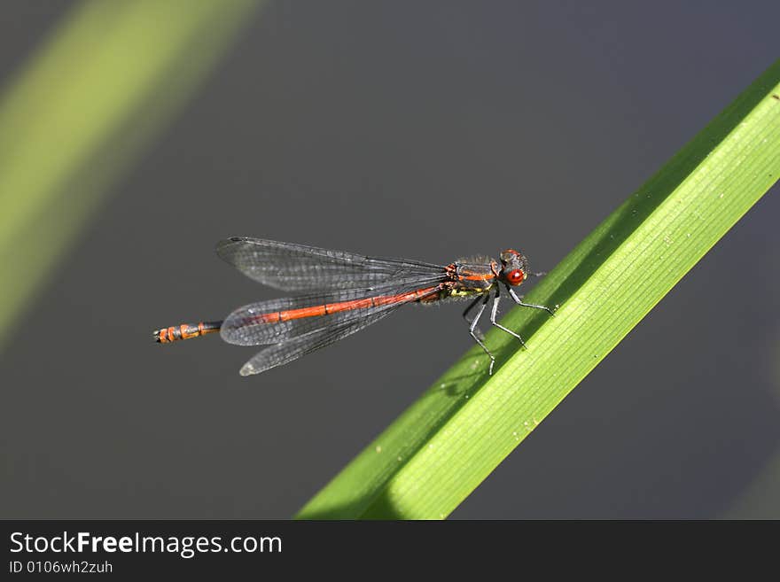 A dragonfly photographed with macro- objective at my gardenpond. A dragonfly photographed with macro- objective at my gardenpond.