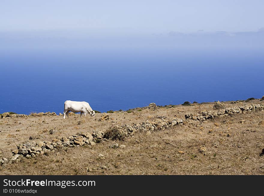 White cow grazing on the highlands of El Hierro, Canary Islands. White cow grazing on the highlands of El Hierro, Canary Islands