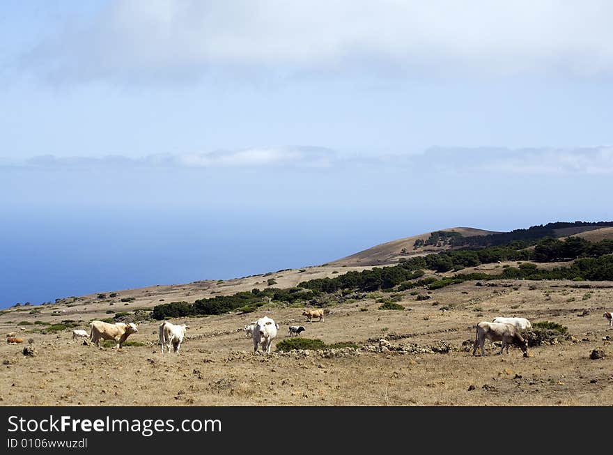 Grazing cows on highlands of La Dehesa, El Hierro