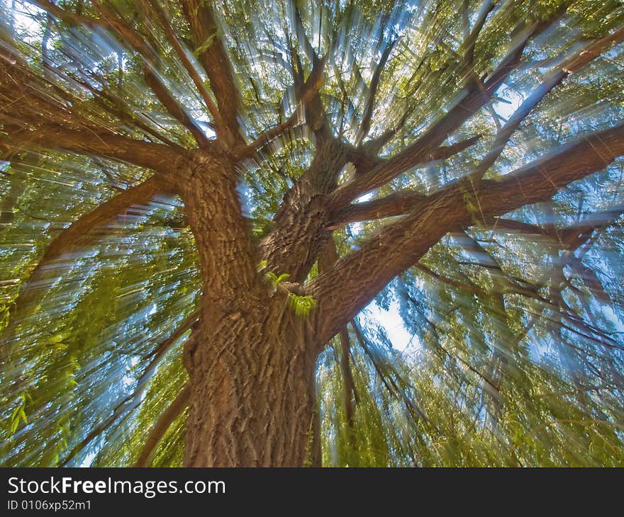 Photo of a tree taken with long exposure and zoomed to get motion effect. Photo of a tree taken with long exposure and zoomed to get motion effect