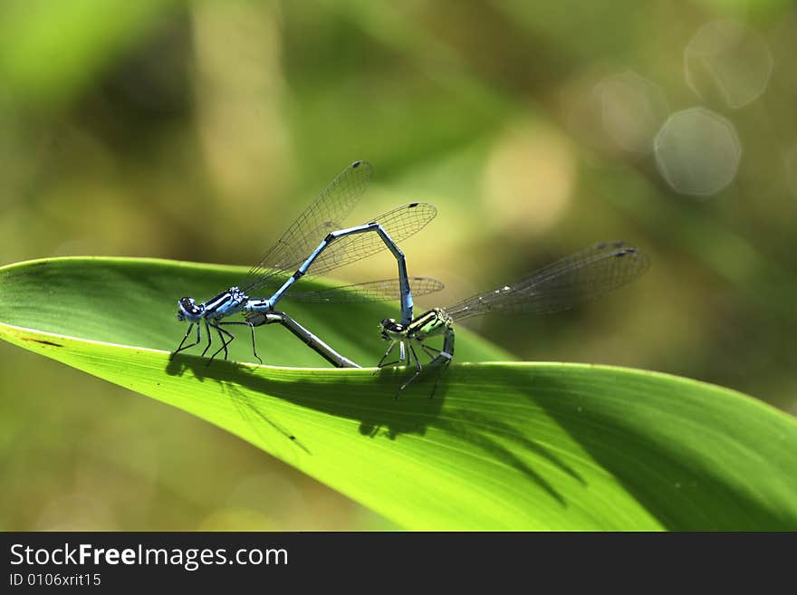 A copulation ring of dragonflies photographed with macro objective at my gardenpond. A copulation ring of dragonflies photographed with macro objective at my gardenpond.