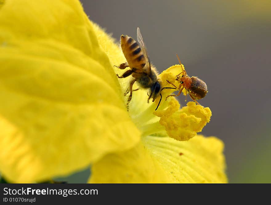 The beetle and the honeybee is sharing the pollen. The beetle and the honeybee is sharing the pollen