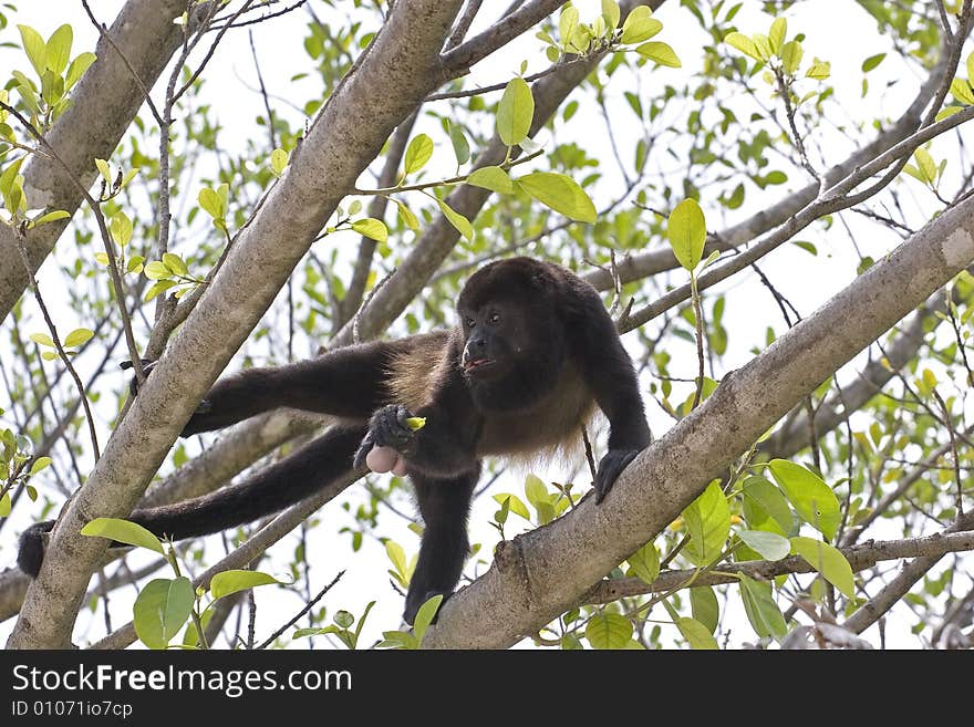 Monkey Eating A Leaf