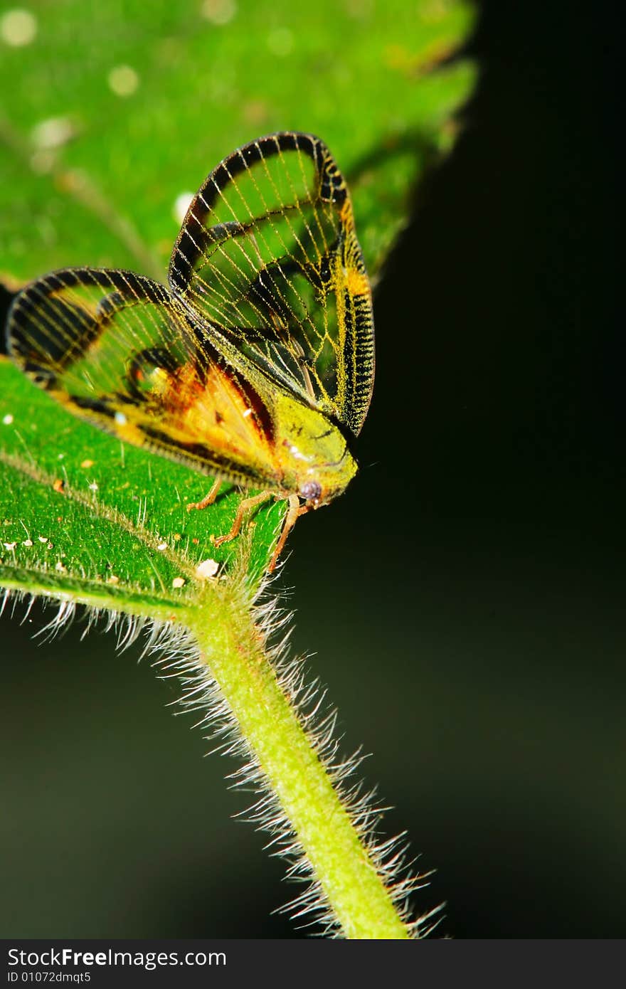 Cicada