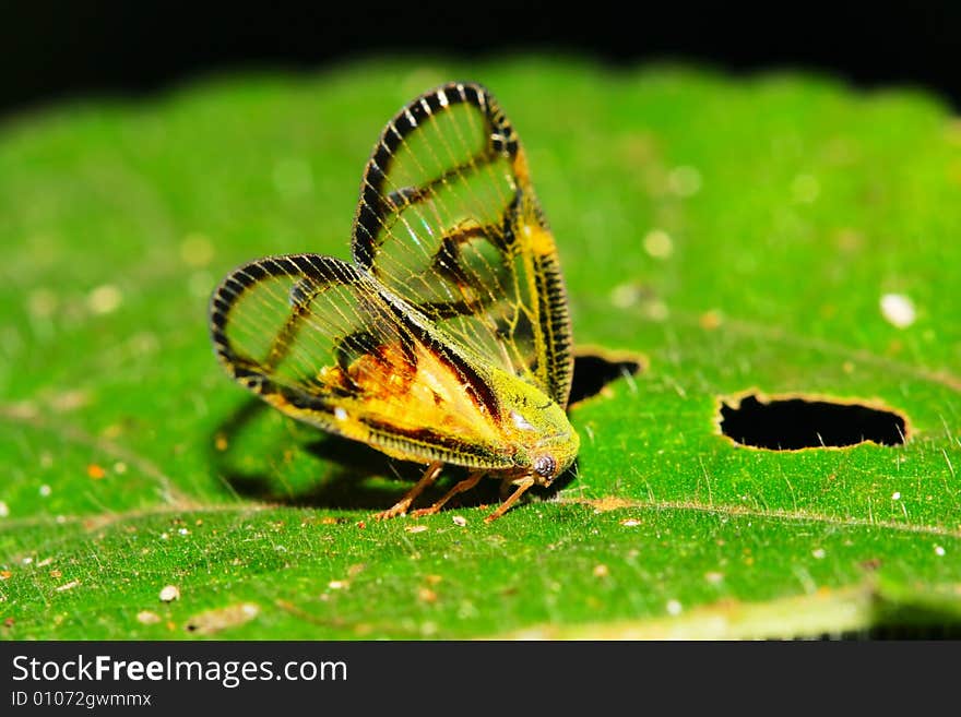 Cicada