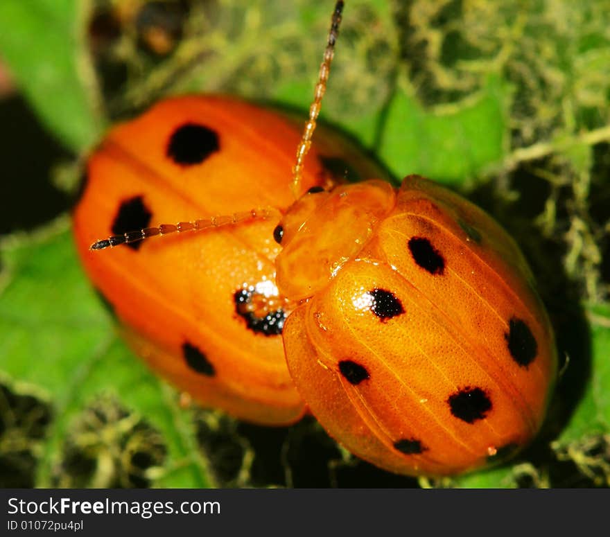 The bug on the plant with a green background