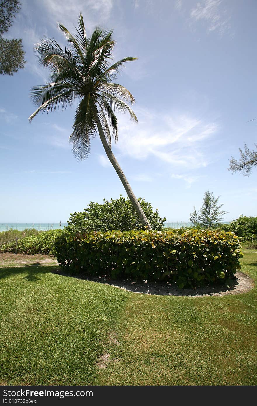 A grassy ocean view full of lush tropical plants and trees.  Taken on Sanibel / Captiva Island, Florida.