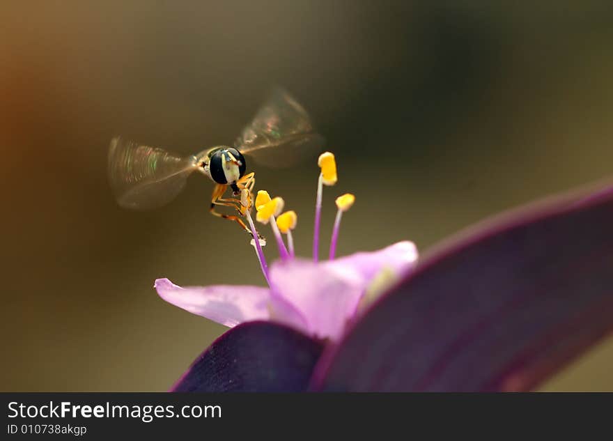 Eats the aphis musca s air maneuver