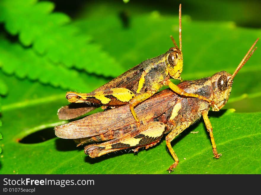 Grasshopper