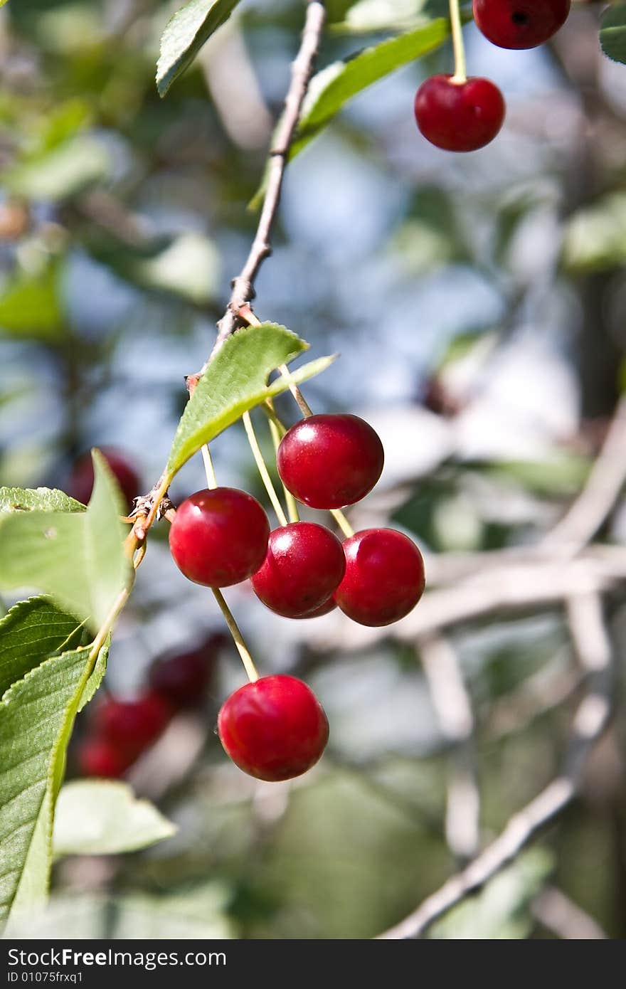 Berries of a cherry on a branch.