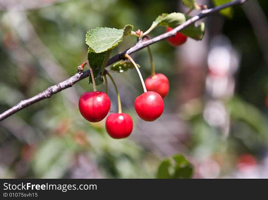 Berries of a cherry on a branch.