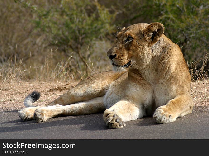 Lioness basking in the sun in the Kruger National Park (South Africa)